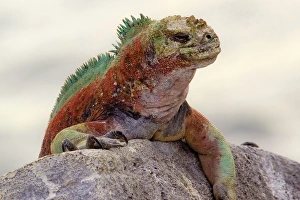 Galapagos. Marine iguana looks over a boulder Galapagos. Marine iguana looks over a boulder
