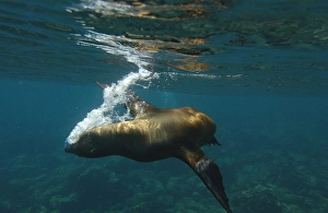 Galapagos sealion (Zalophus wollebaeki) Gardner Bay, EspaaAAola (Hood) Island Galapagos sealion (Zalophus wollebaeki) Gardner Bay, EspaaAAola (Hood) Island