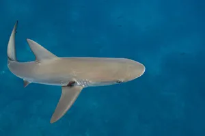 Galapagos Shark (Carcharhinus galapagensis) Off of Wolf Island GALAPAGOS ISLANDS Galapagos Shark (Carcharhinus galapagensis) Off of Wolf Island GALAPAGOS ISLANDS