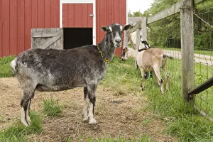 Galena, Illinois, USA. Three dairy goats in front of a red barn. (PR) Galena, Illinois, USA. Three dairy goats in front of a red barn. (PR)