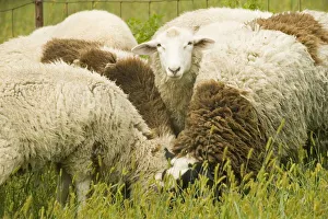 Galena, Illinois, USA. Dorset sheep flock in a pasture Galena, Illinois, USA. Dorset sheep flock in a pasture
