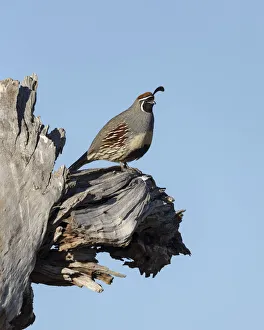 Gambles quail, Callipepla gambelii, Bosque del Apache NWR, New Mexico Gambles quail, Callipepla gambelii, Bosque del Apache NWR, New Mexico