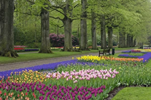 Garden of daffodils, tulips, and hyacinth flowers, Keukenhof Gardens, Lisse, Netherlands Garden of daffodils, tulips, and hyacinth flowers, Keukenhof Gardens, Lisse, Netherlands
