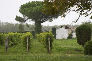 The garden or park at the chateau is mainly used as a vineyard Chateau de Cerons The garden or park at the chateau is mainly used as a vineyard Chateau de Cerons