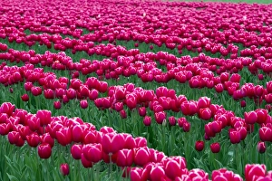 Show garden of spring-flowering tulip bulbs in Skagit Valley, Washington, USA Show garden of spring-flowering tulip bulbs in Skagit Valley, Washington, USA