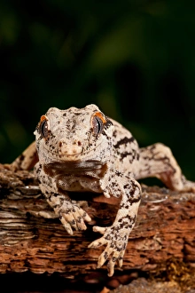 Gargoyle Gecko Rhacodactylus auriculatus Native to New Caledonia Habitat Arboreal Gargoyle Gecko Rhacodactylus auriculatus Native to New Caledonia Habitat Arboreal