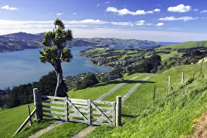 Otago Peninsula Landscape Prints: Gate & Cabbage Tree on Otago Peninsula, above MacAndrew Bay & Otago Harbour