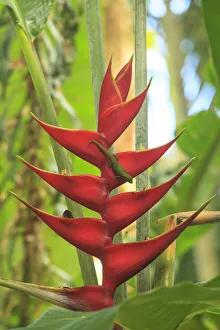 Gecko on Heliconia, Hawaiian Tropical Botanical Gardens, near Hilo, Big Island, Hawaii Gecko on Heliconia, Hawaiian Tropical Botanical Gardens, near Hilo, Big Island, Hawaii