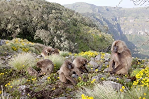 Gelada, Gelada Baboon (Theropithecus gelada), Ethiopia Gelada, Gelada Baboon (Theropithecus gelada), Ethiopia