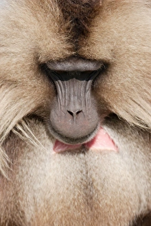 Ethiopia Gelada Baboon Print