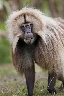 Gelada Baboon Print, Ethiopia