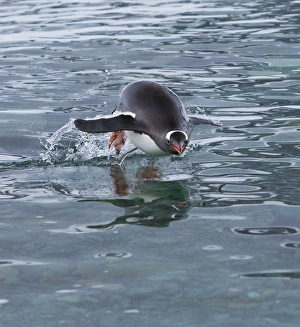 Gentoo penguin emerges from the ocean during a swim, Antarctica Gentoo penguin emerges from the ocean during a swim, Antarctica