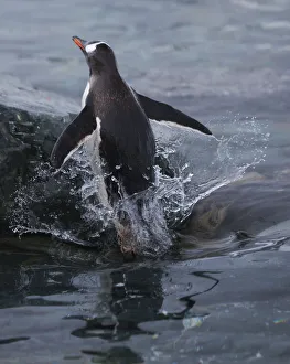 Gentoo penguin emerging from the ocean, Antarctica Gentoo penguin emerging from the ocean, Antarctica