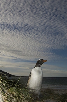 Gentoo Penguin (Pygoscelis papua) Keppel Island. Off north coast of West Falkland Gentoo Penguin (Pygoscelis papua) Keppel Island. Off north coast of West Falkland