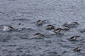 gentoo penguins, Pygoscelis Papua, swimming in waters off the western Antarctic Peninsula gentoo penguins, Pygoscelis Papua, swimming in waters off the western Antarctic Peninsula