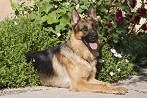 A German Shepherd lying on a garden path surrounded by greenery A German Shepherd lying on a garden path surrounded by greenery