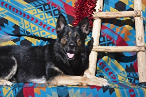 A German Shepherd lying on a Southwestern blanket A German Shepherd lying on a Southwestern blanket
