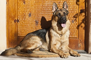 German Shepherd lying on a welcome mat at the front door German Shepherd lying on a welcome mat at the front door