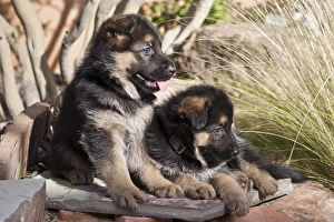 Two German Shepherd puppies on a rock bench near tall grasses Two German Shepherd puppies on a rock bench near tall grasses