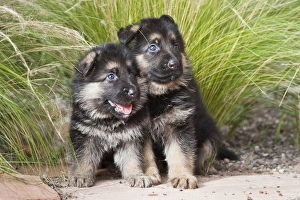 Two German Shepherd puppies sitting together on a garden pathway in front of tall grasses Two German Shepherd puppies sitting together on a garden pathway in front of tall grasses