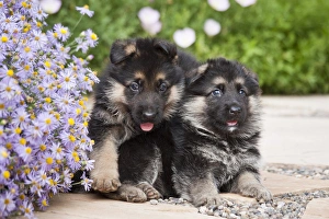 Two German Shepherd puppies sitting next to purple daisies on a garden pathway Two German Shepherd puppies sitting next to purple daisies on a garden pathway