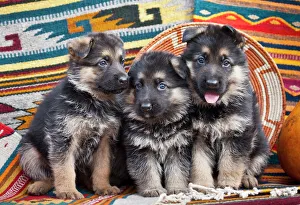 Three German Shepherd puppies sitting in a row on Southwestern blankets Three German Shepherd puppies sitting in a row on Southwestern blankets
