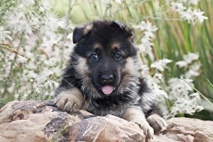 German Shepherd puppy lying on rock in garden German Shepherd puppy lying on rock in garden