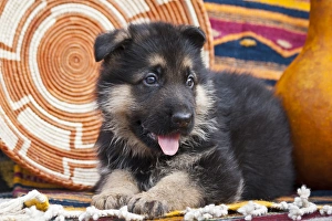 German Shepherd puppy lying on Southwestern blankets German Shepherd puppy lying on Southwestern blankets