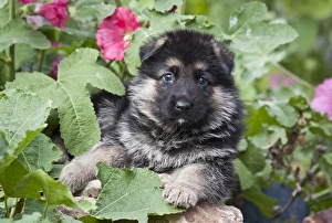 German Shepherd puppy peeking out of a garden bush German Shepherd puppy peeking out of a garden bush
