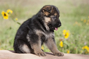 German Shepherd puppy sitting on adobe wall with sunflowers in the background German Shepherd puppy sitting on adobe wall with sunflowers in the background