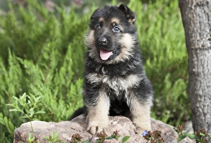 German Shepherd puppy sitting on a rock next to a tree trunk German Shepherd puppy sitting on a rock next to a tree trunk