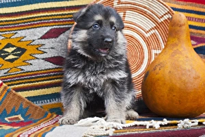 German Shepherd puppy sitting on Southwestern blankets and basket German Shepherd puppy sitting on Southwestern blankets and basket