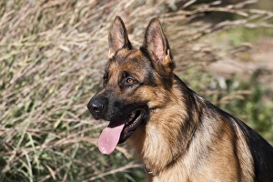German Shepherd sitting alert next to tall grasses in a field German Shepherd sitting alert next to tall grasses in a field