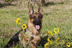 German Shepherd sitting behind sunflowers in a field German Shepherd sitting behind sunflowers in a field