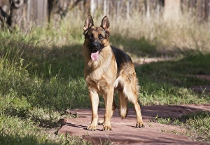 German Shepherd standing on a sandstone pathway in a yard German Shepherd standing on a sandstone pathway in a yard