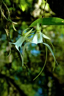 The Ghost Orchid, Dendrophylax lindenii, was made famous by Susan Orleans in her The Ghost Orchid, Dendrophylax lindenii, was made famous by Susan Orleans in her