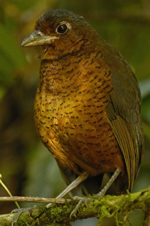 Giant Antpitta (Grallaria gigantea) juvenile. Antpittas are generally shy understory Giant Antpitta (Grallaria gigantea) juvenile. Antpittas are generally shy understory