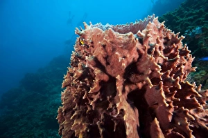 Giant Barrel Sponge (Xestopongia muta). Caribbean Scuba Diving, Roatan, Bay Islands Giant Barrel Sponge (Xestopongia muta). Caribbean Scuba Diving, Roatan, Bay Islands