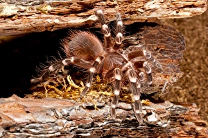Giant Brazilian Black & White Tarantula, Acanthoscurria brocklehursti Giant Brazilian Black & White Tarantula, Acanthoscurria brocklehursti