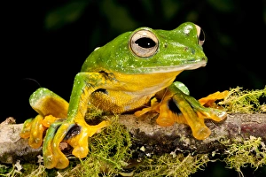 Giant Gliding Treefrog, Polypedates kio. Native to Vietnam Giant Gliding Treefrog, Polypedates kio. Native to Vietnam