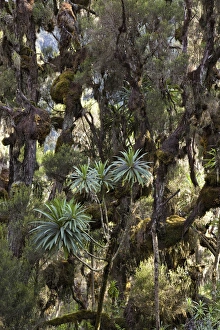 Giant Lobelia (Lobelia lanuriensis) in the high mountains of the Rwenzoris Giant Lobelia (Lobelia lanuriensis) in the high mountains of the Rwenzoris