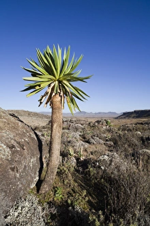 Giant Loebelia (Lobelia rhynchopetalum) in the Bale Mountains of Ethiopia Giant Loebelia (Lobelia rhynchopetalum) in the Bale Mountains of Ethiopia