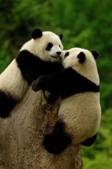 Bear Prints: Giant Panda Babies Print