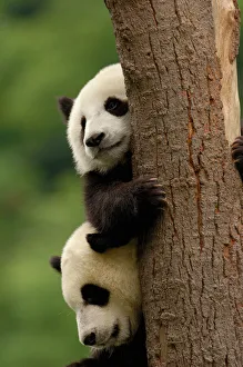 Giant panda babies (Ailuropoda melanoleuca) Family: Ailuropodidae Giant panda babies (Ailuropoda melanoleuca) Family: Ailuropodidae
