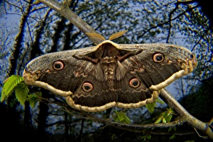 The Giant Peacock Moth (Saturnia pyri), has a range that includes the Iberian Peninsula The Giant Peacock Moth (Saturnia pyri), has a range that includes the Iberian Peninsula