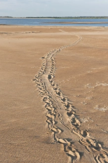 Giant River Turtle Tracks (Podocnemis expansa) CITES II VULNERABLE Giant River Turtle Tracks (Podocnemis expansa) CITES II VULNERABLE