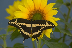 Giant Swallowtail Butterfly, Papilio cresphontes Giant Swallowtail Butterfly, Papilio cresphontes