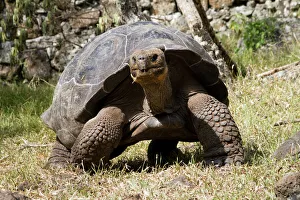 Giant Tortoise in highlands of Floreana Island, Galapagos Islands Giant Tortoise in highlands of Floreana Island, Galapagos Islands