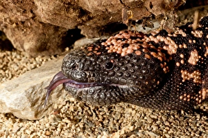 Gila Monster Heloderma horridum Native to the South Western US Habitat - Southwestern Gila Monster Heloderma horridum Native to the South Western US Habitat - Southwestern