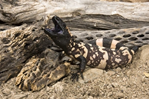 Gila Monster, Heloderma suspectum, posed with mouth open and a venomous bite. SW USA Gila Monster, Heloderma suspectum, posed with mouth open and a venomous bite. SW USA